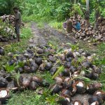 South Pacific islanders strive to rescue their home from toxic legacy
