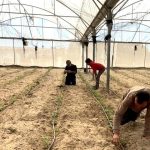 Gaza farmers battle to rebuild as WFP warns of West Bank settler violence